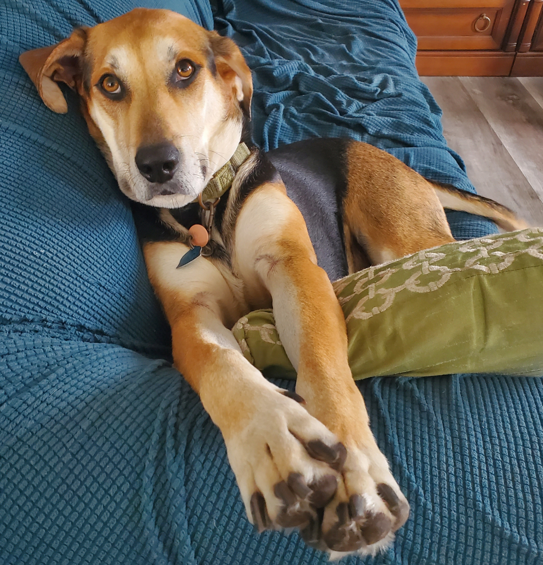 Flint resting on the couch